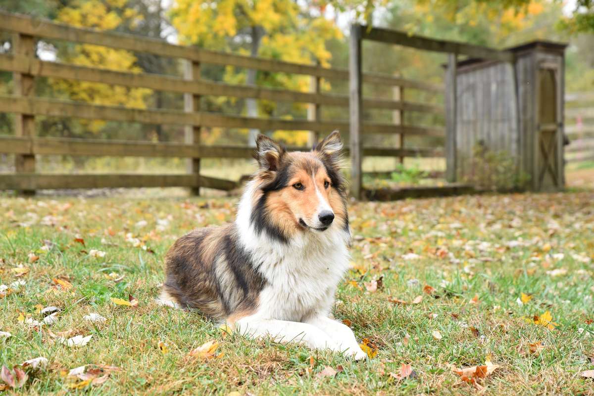 Faithfully bred Old-Time Scotch Collie lying in the grass